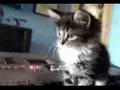 Questo gatto è un genio