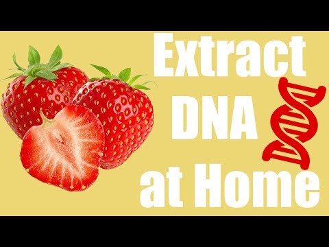 how to isolate rna from dna