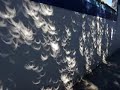 el arbol muestra el aenima q se esconde en la luz del sol