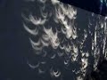 el arbol muestra el aenima q se esconde en la luz del sol