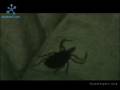 videos de Fight Lyme Disease in children TEAM LYME: a support & triathlon team