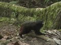 Saddleback Tamarins