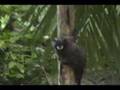 Saddleback Tamarins