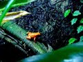 Oophaga sylvatica