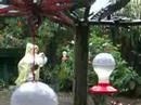 Hummingbirds at Santa Elena