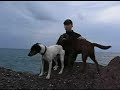 bodeguero-andaluz-y-labrador-video-2.html