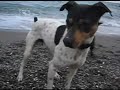 bodeguero andaluz y labrador  video # 2 