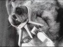 Animal Abuse Animal Abuse