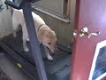 Yellow Lab on Treadmill witout leash or help, thanks Cesar
