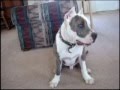 blue brindle pit bull puppy