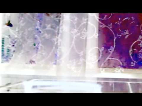 Video de Your Algebra de The Shins