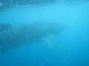 Whaleshark