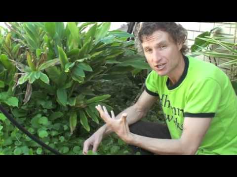 how to transplant gotu kola