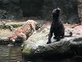 Jaguar Feeding