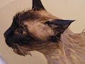 my cat complaining about geting a bath