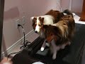 Shelties walking on a treadmill Shelties walking on a treadmill