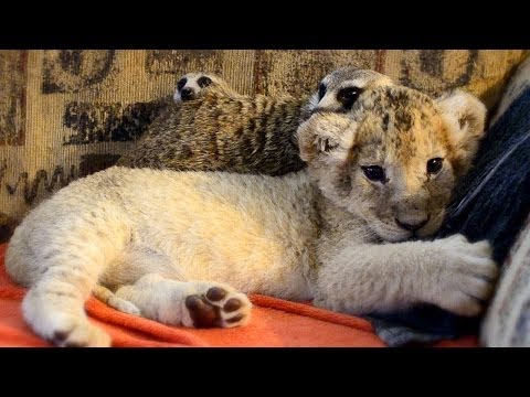 Unlikely Animal Friends: Cute Lion Cub and Meerkats