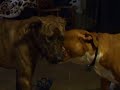 Two Pit Bulls Tug O War