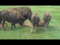 African Lion Safari 3