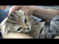 マッサージにとろける子猫♯3 / 〜kitty series〜 melting with massage #3 / 享受按摩的小猫 ♯3
