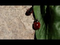 Click here to watch this video Macro testing Olympus E-M5 + M.zuiko 12-50mm