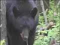 Alaska Black Bear Hunting 1 - APGS.com