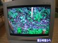 科学映像館 50年ぶりにトラノオスズカケの開花を確認