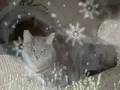 my cats