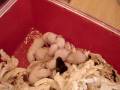 Les bébés de Doliprane dans le nid - 02.12.08
