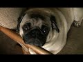 Pug