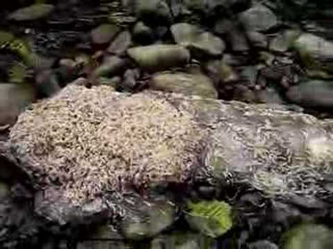 Maggot Bag