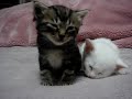 Kitten Falling Asleep...?