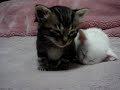 sleepy... sleepy... too cute.