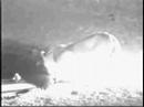 Lioness on Africam