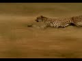 Man beats cheetah, saves deer. Classic!