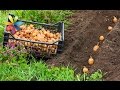 Видео - Как увеличить урожай картошки из 1 кг до 10!?