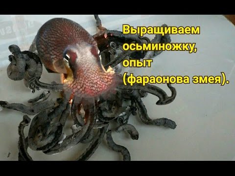 Фараонова змея сделать в домашних условиях Фараонова змея сделать в домашних условиях