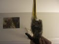 kitten! kitten!
