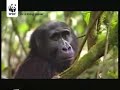 Gorillas in Uganda