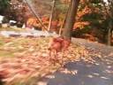 bikejor keene.wmv
