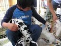 グレートデンの子いぬと遊ぶ YouTube