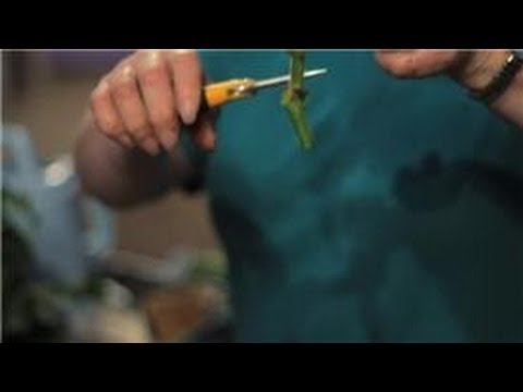 how to cut and replant geraniums