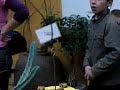 Caligo Memnon en Caligo Memnon Caligo Memnon en Caligo Memnon
