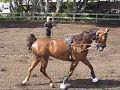 Horse Trainer Brigitte Scholl from Monarch Stables Warms Up Horse Trainer Brigitte Scholl from Monarch Stables Warms Up