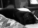 my-cat.html