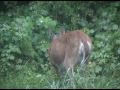My Deer