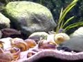 Neolamprologus Multifasciatus Biotopic Tank Part 3