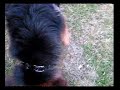 Rock the Dog - Command \"Pigeons\"