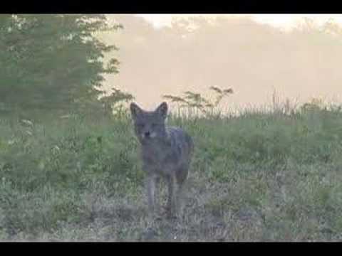 coyote