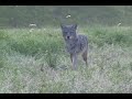 Coyote Close Call
